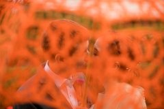 Milwaukee Wedding Photographer