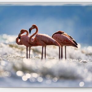 Port Washington Flamingo 1