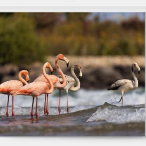Port Washington Flamingo 3