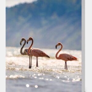 Port Washington Flamingo 4